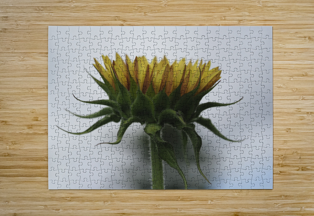 Sunflower Side View Suzanne Bonin Puzzle printing