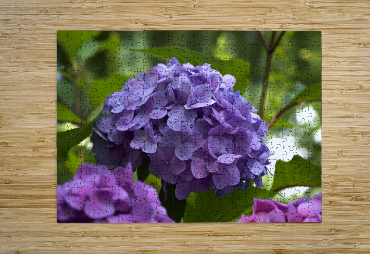 Purple Hydrangea Suzanne Bonin Puzzle printing