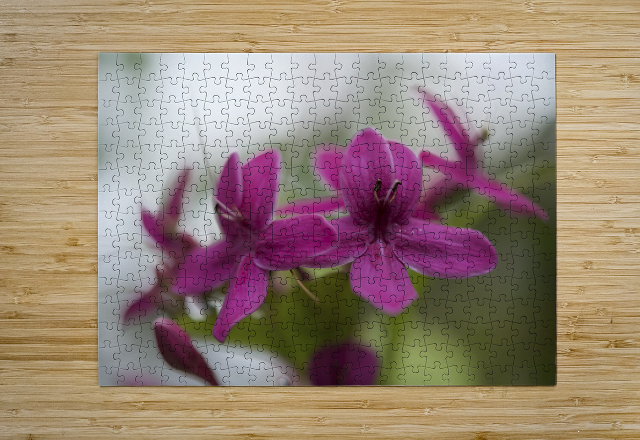 Shooting Star Suzanne Bonin Puzzle printing