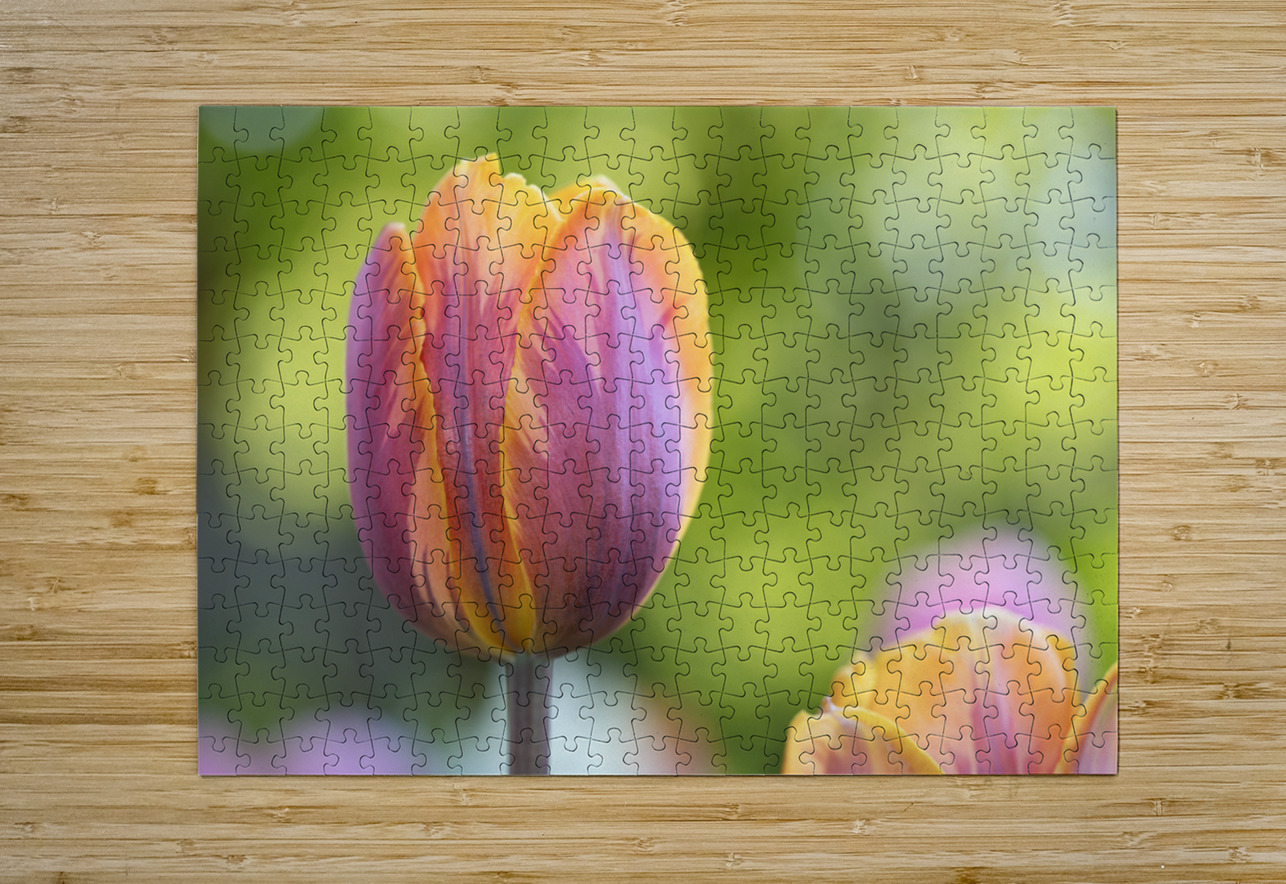 Pastel Garden Tulip Suzanne Bonin Puzzle printing