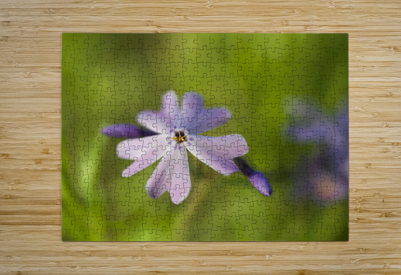 Vibrant Moss Phlox Suzanne Bonin Puzzle printing