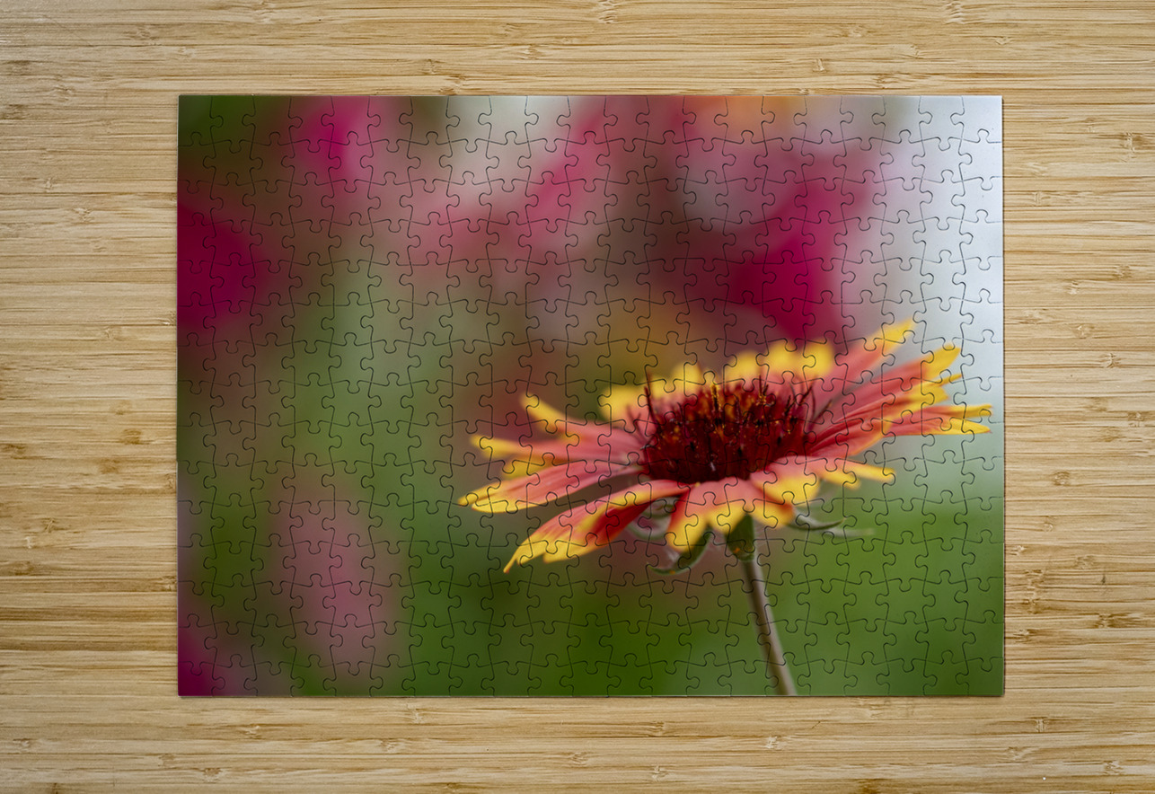 Blanket Flower Suzanne Bonin Puzzle printing