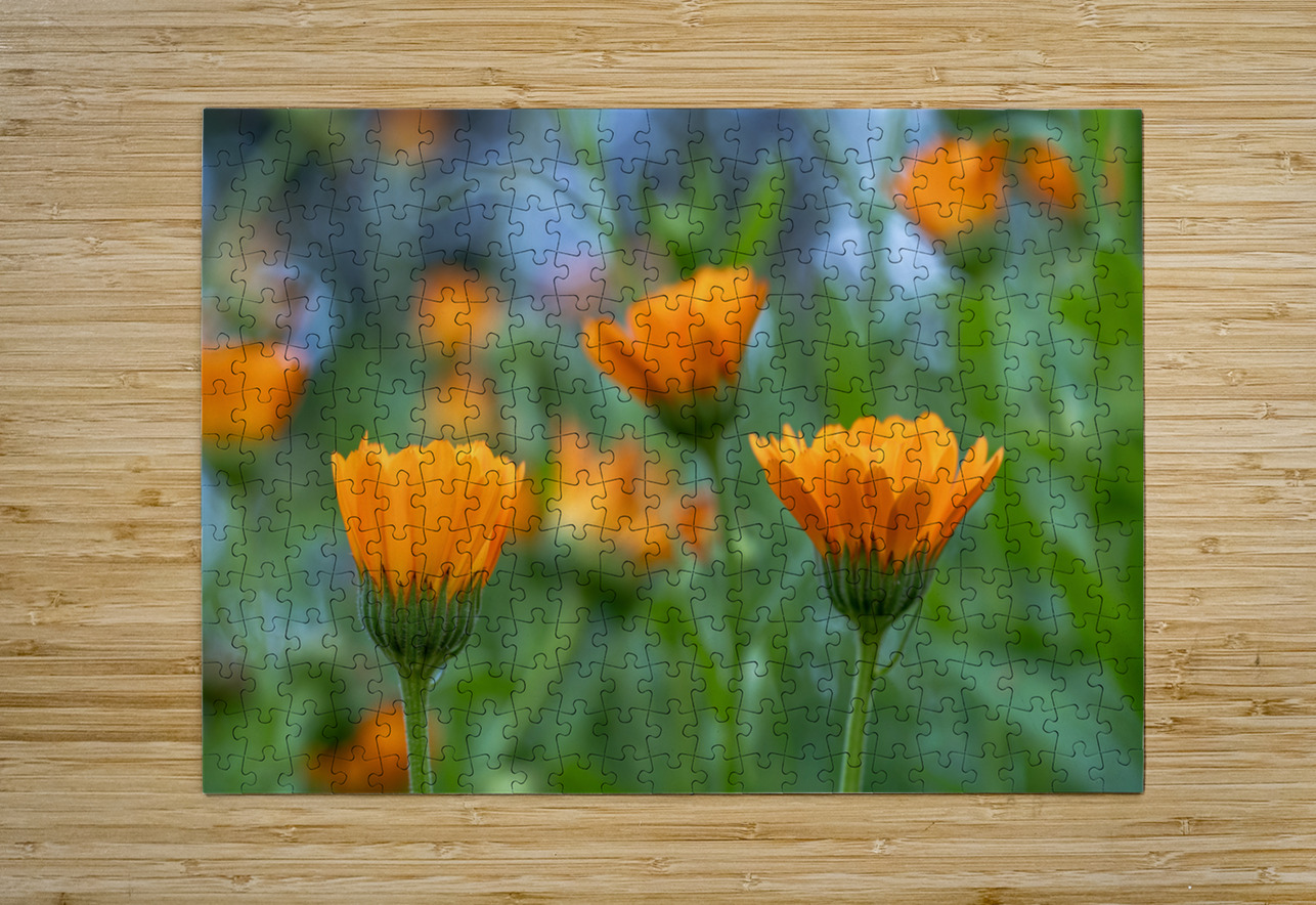 Pot Marigolds Suzanne Bonin Puzzle printing