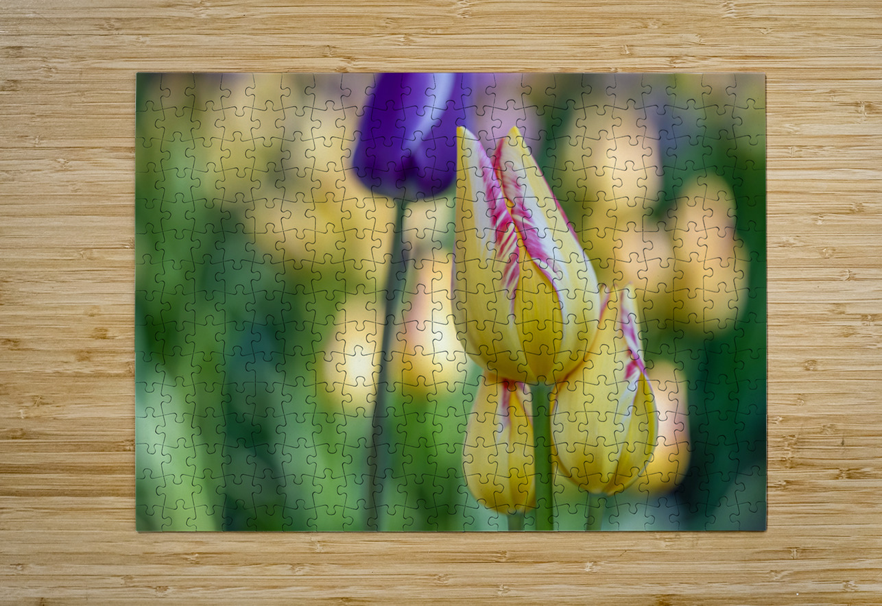 Sunlit Serendipity Suzanne Bonin Puzzle printing