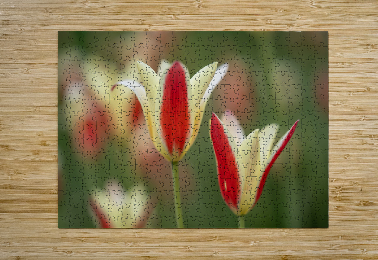 Tranquil Tulips Suzanne Bonin Puzzle printing