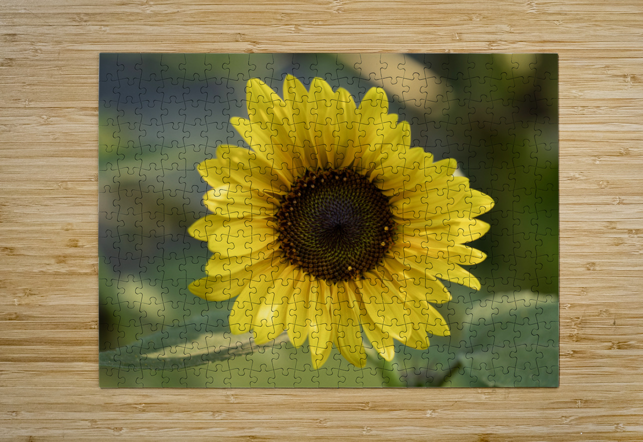 Common Sunflower Suzanne Bonin Puzzle printing