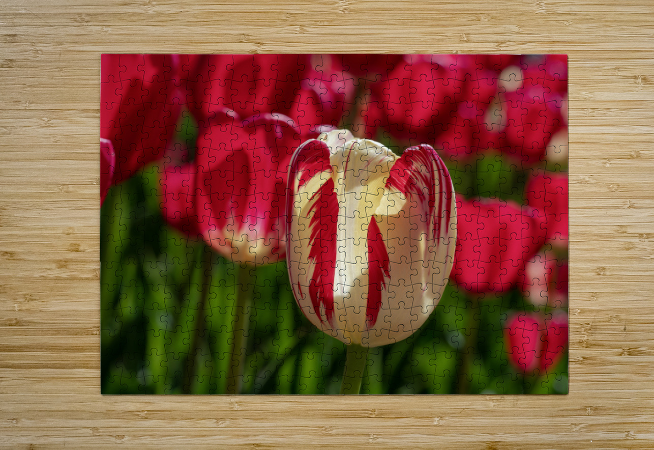 Petal Perfection Suzanne Bonin Puzzle printing