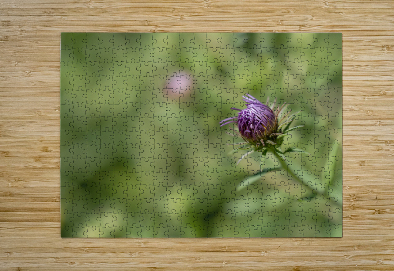 Aster Bud Suzanne Bonin Puzzle printing