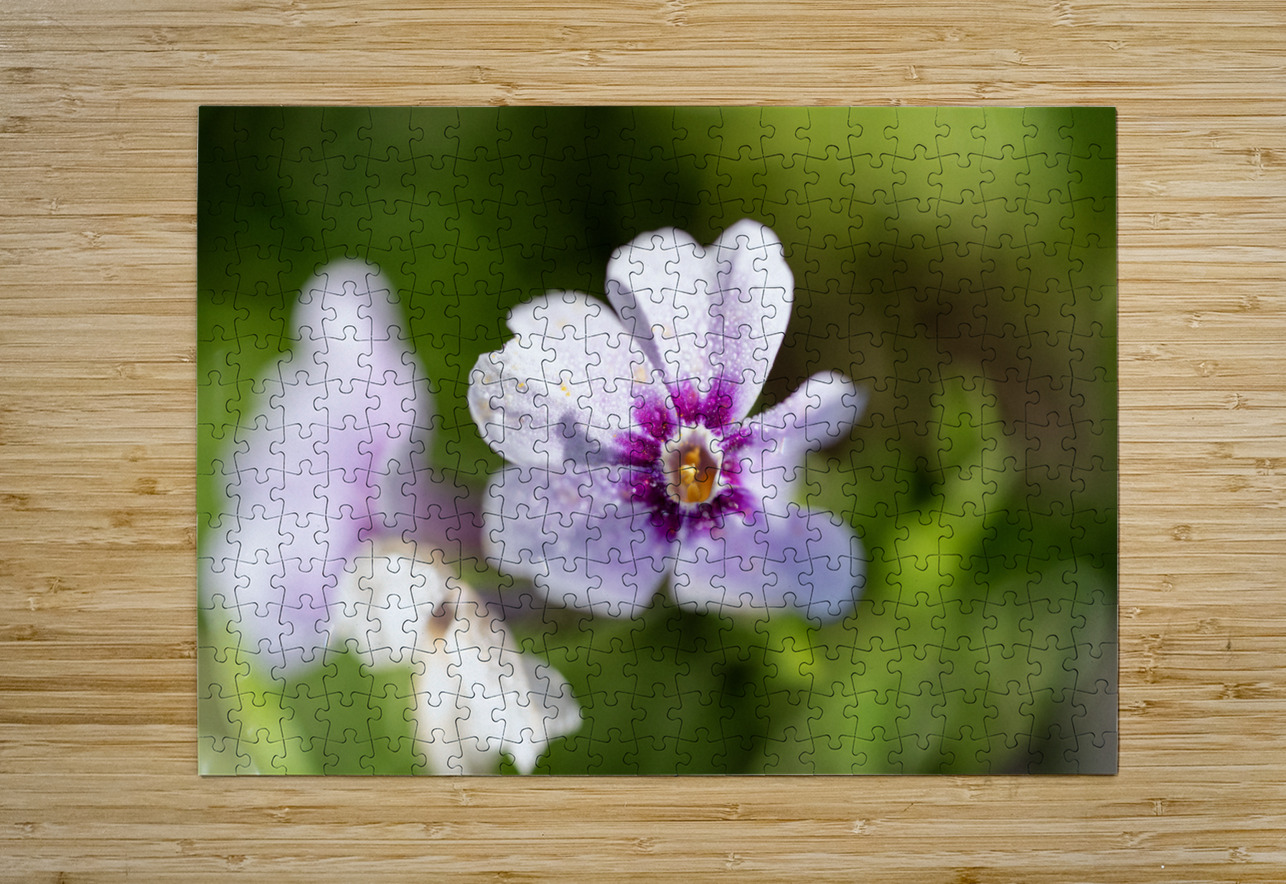 Scarlet Pimpernel Suzanne Bonin Puzzle printing
