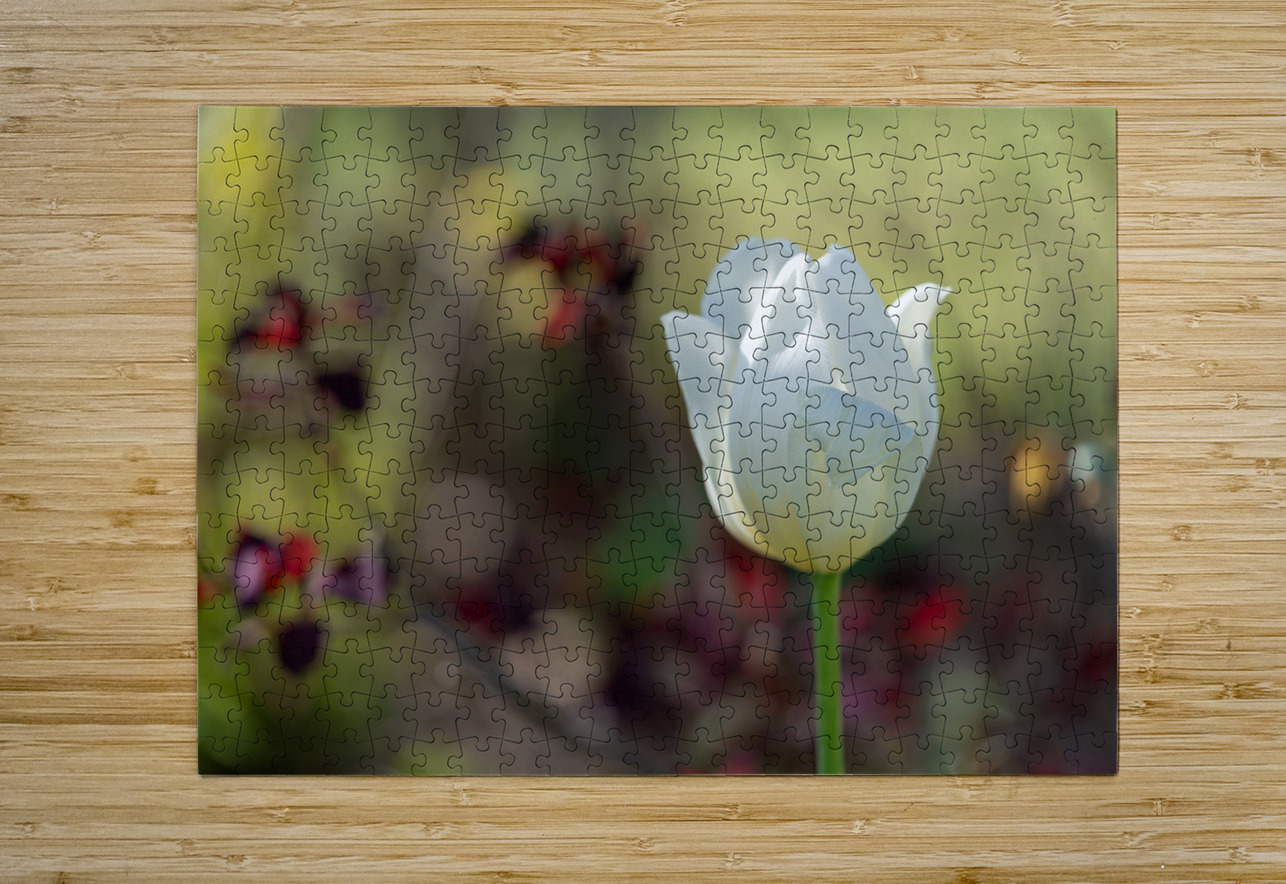 Snow White Suzanne Bonin Puzzle printing