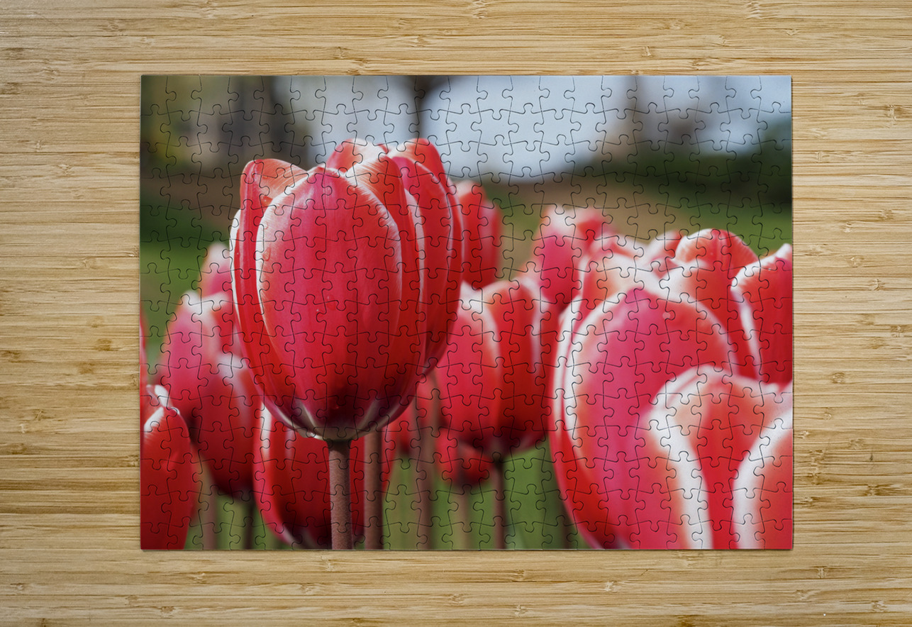 Look at Us Suzanne Bonin Puzzle printing