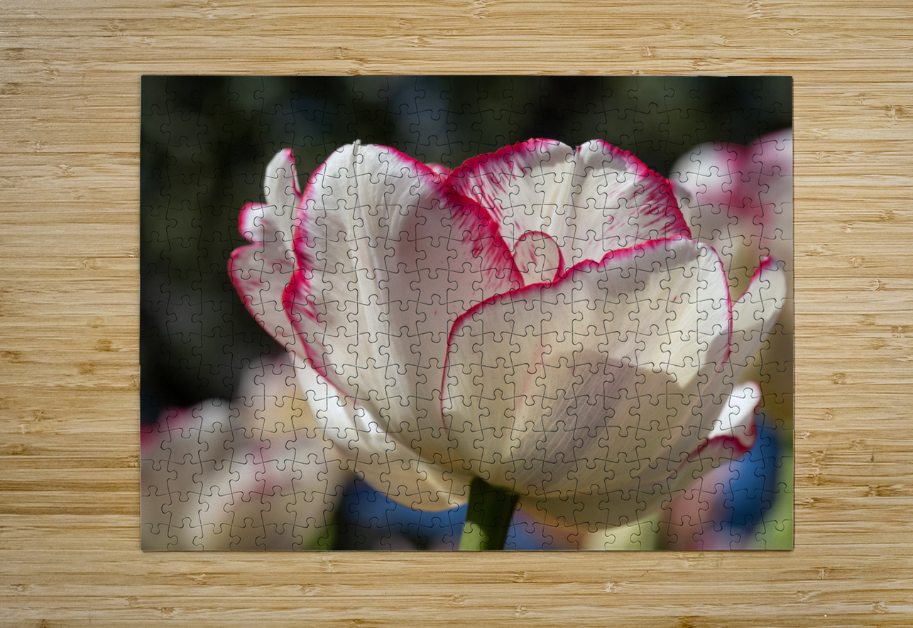 Classy One Suzanne Bonin Puzzle printing