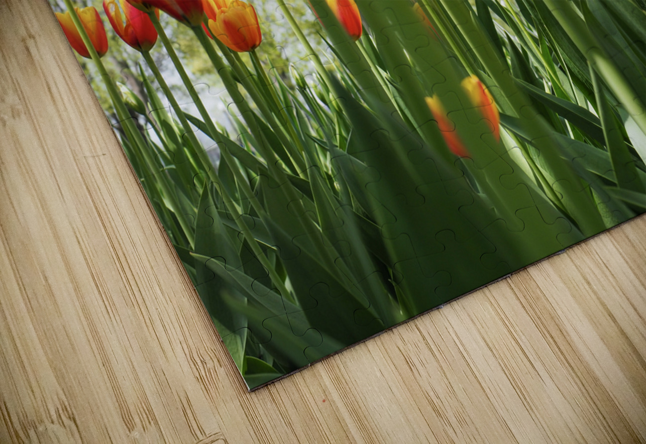 A View From Below Suzanne Bonin Puzzle