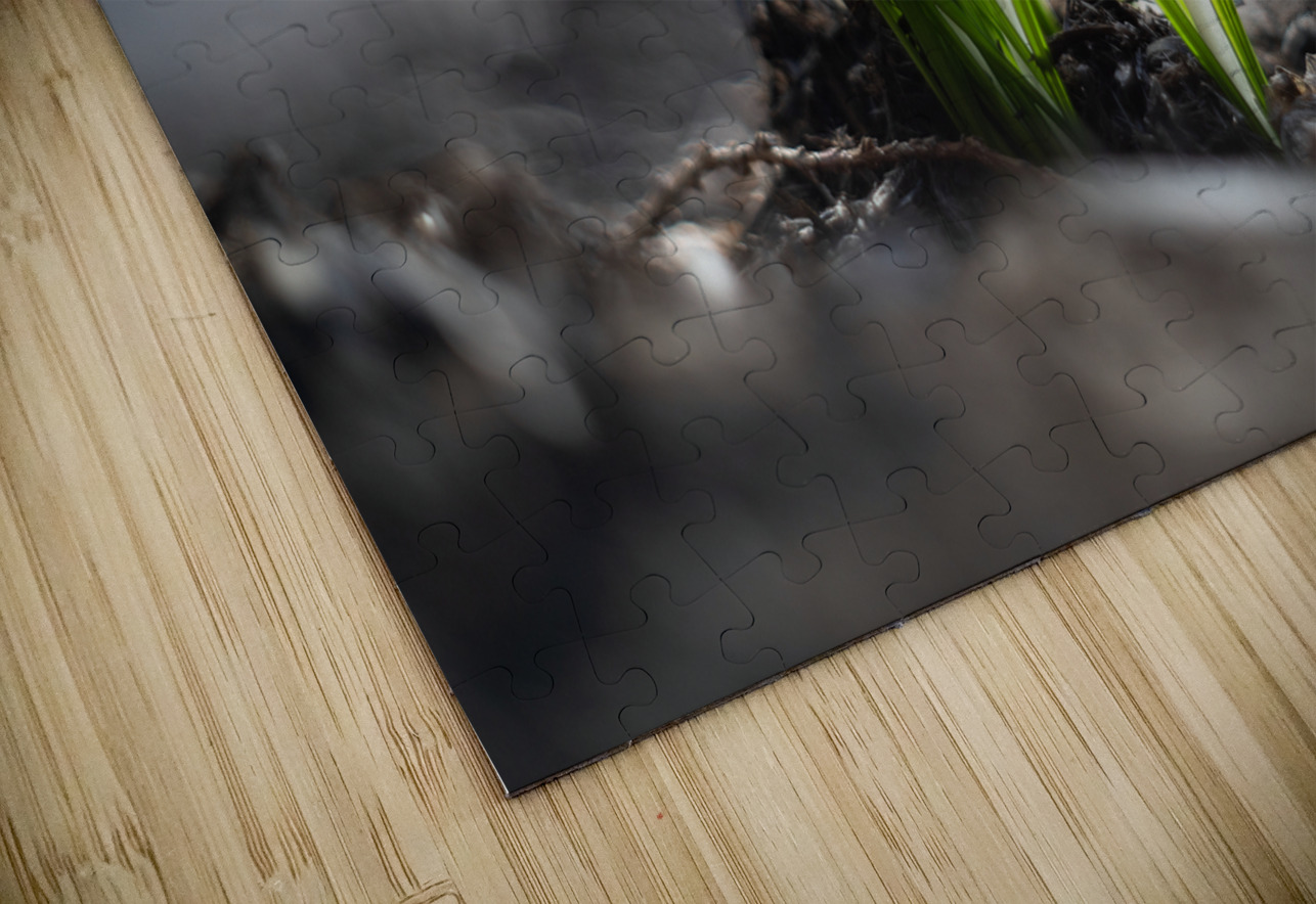 Crocus Suzanne Bonin Puzzle