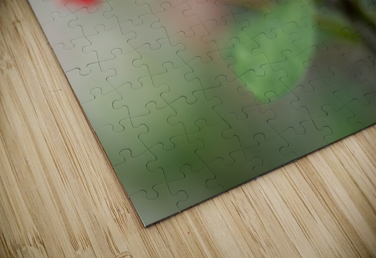 Rosy Red Twilight Suzanne Bonin Puzzle