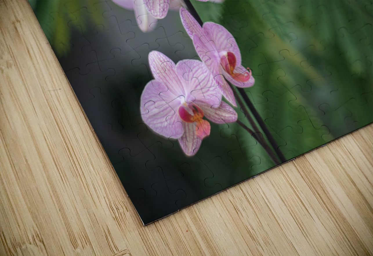 Orchid Reverie Suzanne Bonin Puzzle