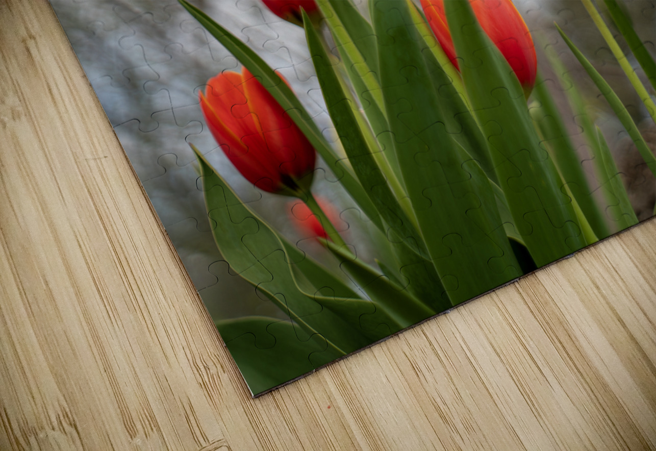 Sunlit Symphony Suzanne Bonin Puzzle