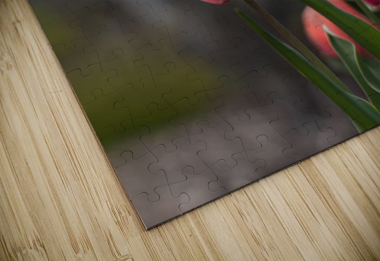 Pink Harmony Suzanne Bonin Puzzle