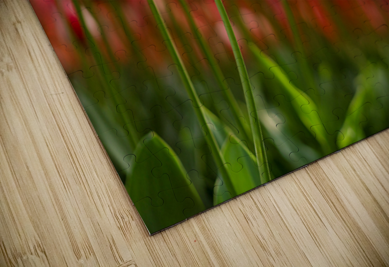  SBP6142 Suzanne Bonin Puzzle