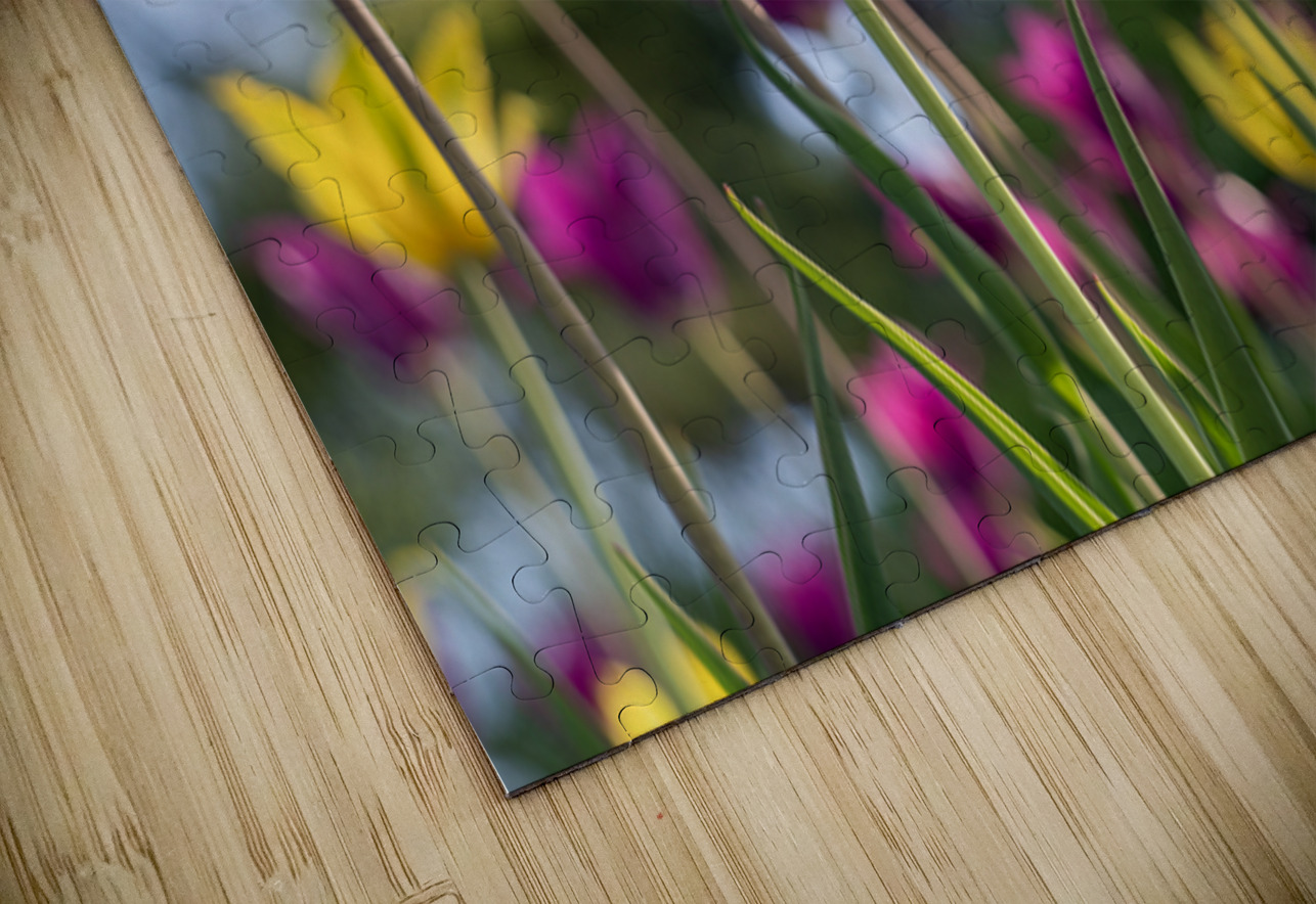  SBP7938 Suzanne Bonin Puzzle