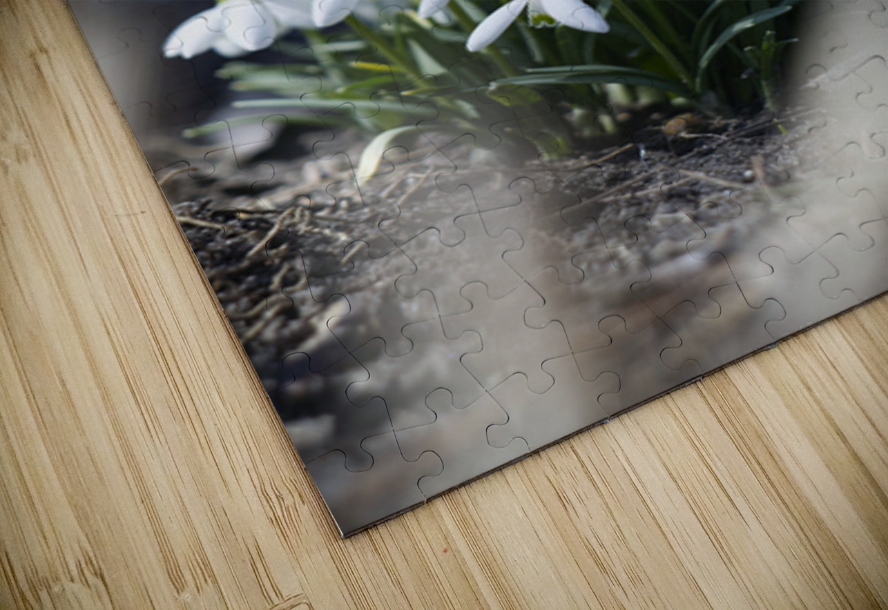  SBP4917 Suzanne Bonin Puzzle