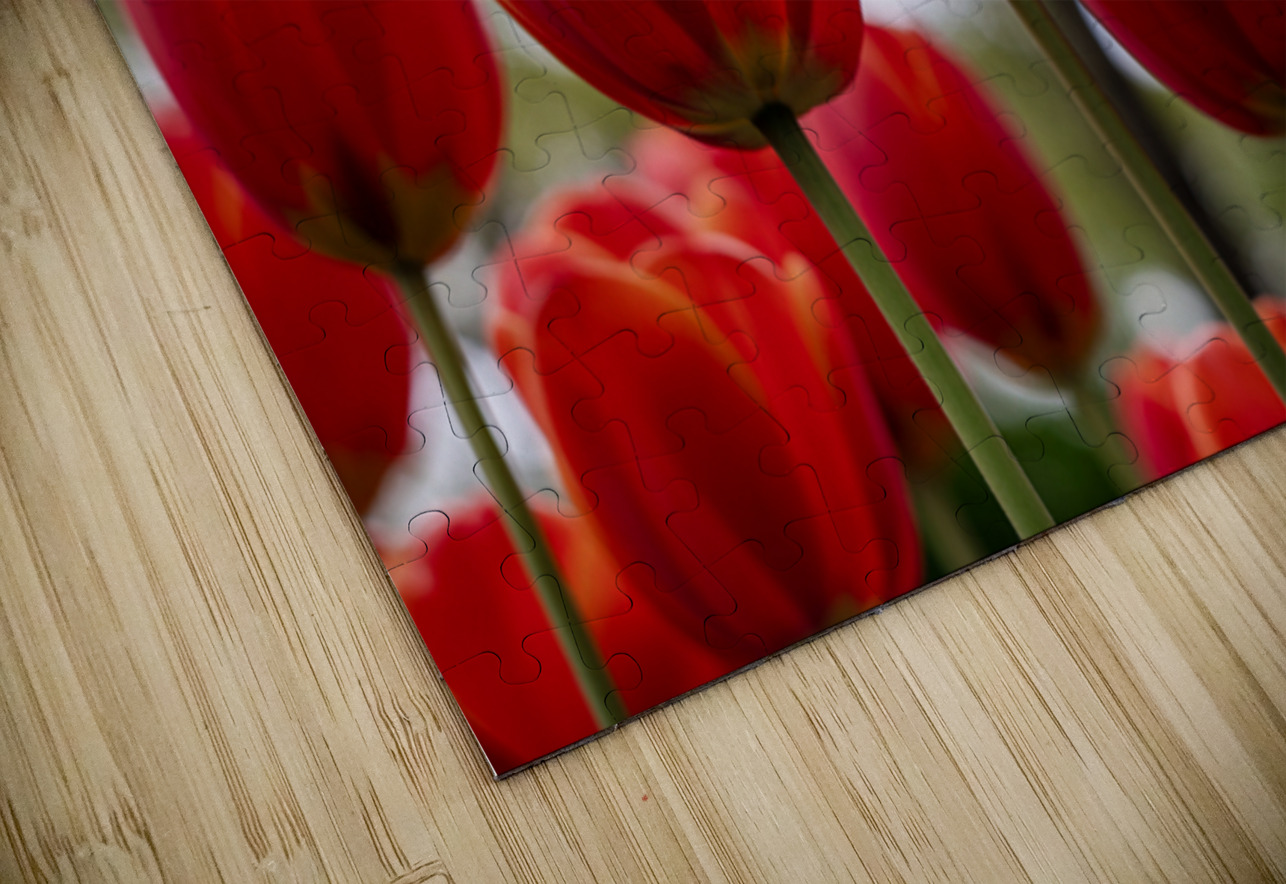  SBP5918 Suzanne Bonin Puzzle