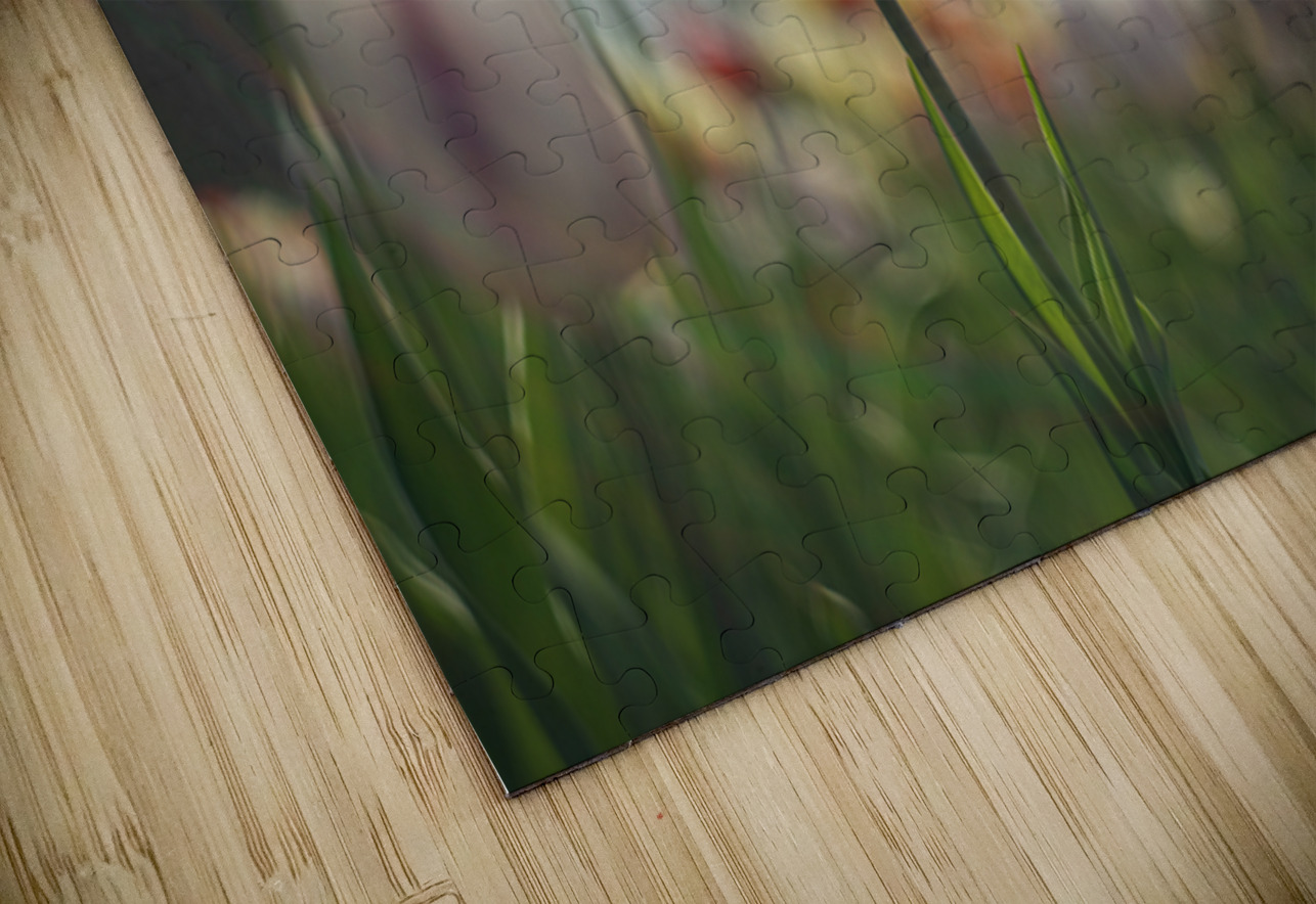  SBP8067 Suzanne Bonin Puzzle