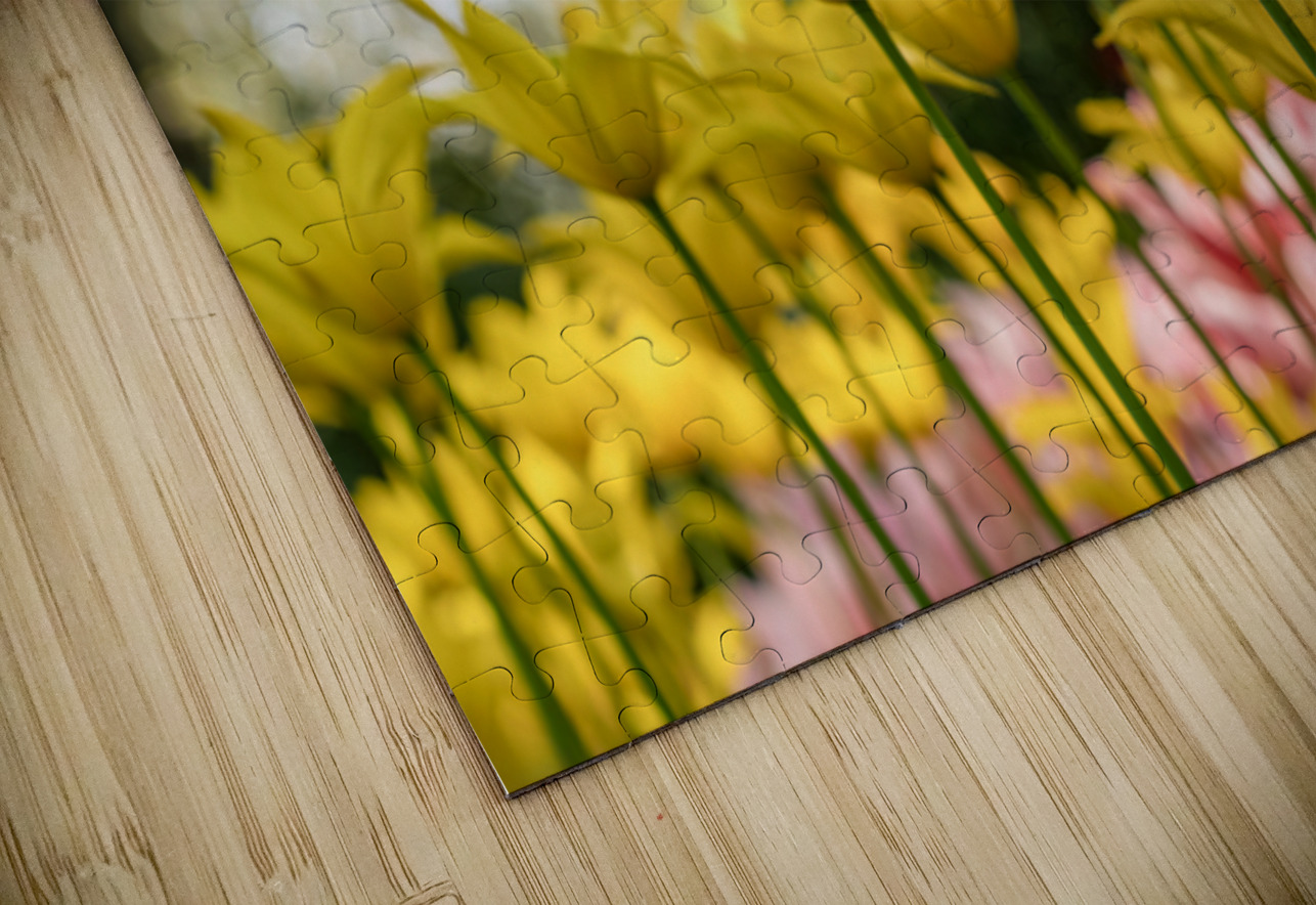 SBP6341 Suzanne Bonin Puzzle