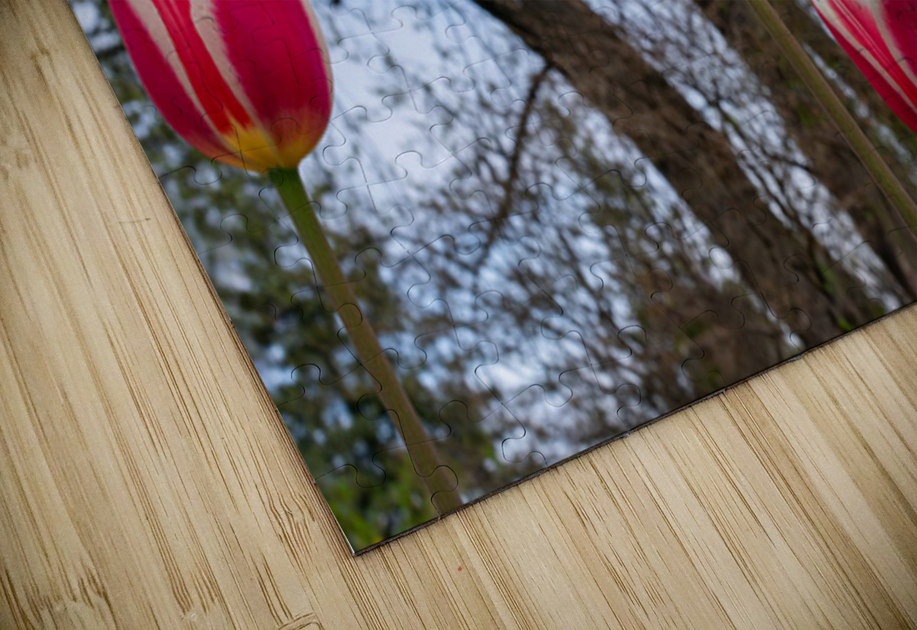 SBP6538 Suzanne Bonin Puzzle