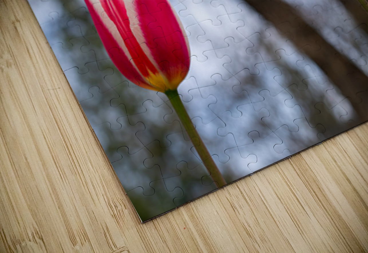 SBP6537 Suzanne Bonin Puzzle