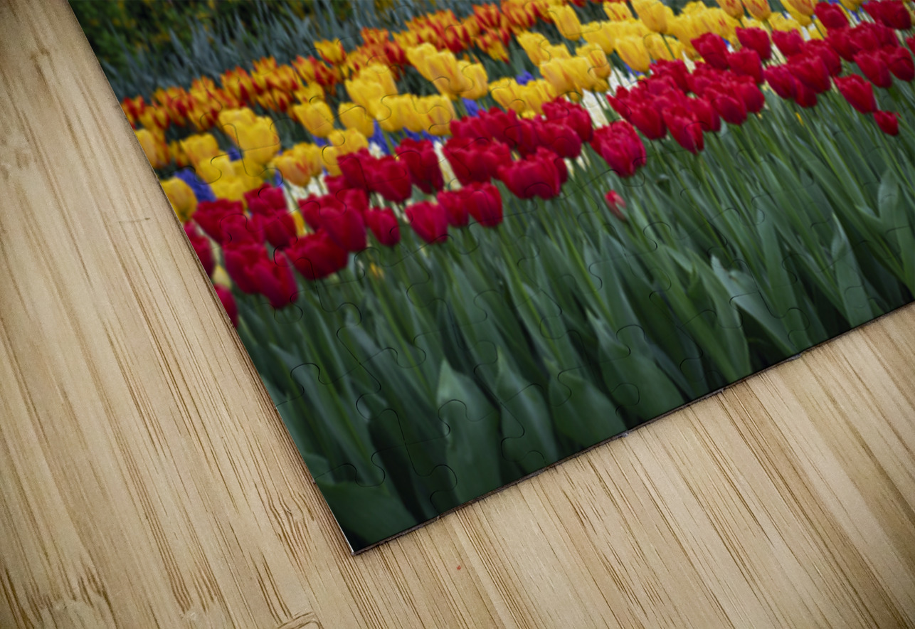 SBP5724 Suzanne Bonin Puzzle