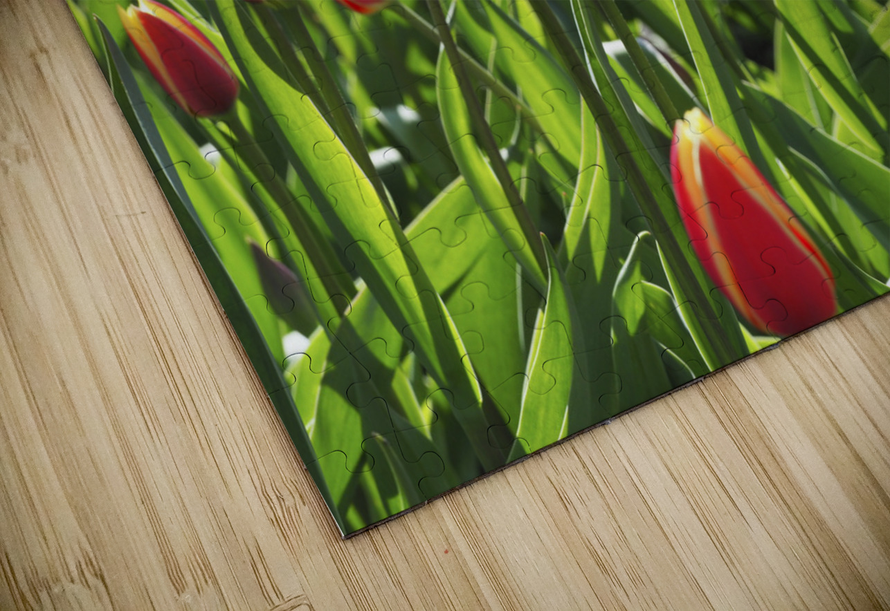 Tulip Background Suzanne Bonin Puzzle