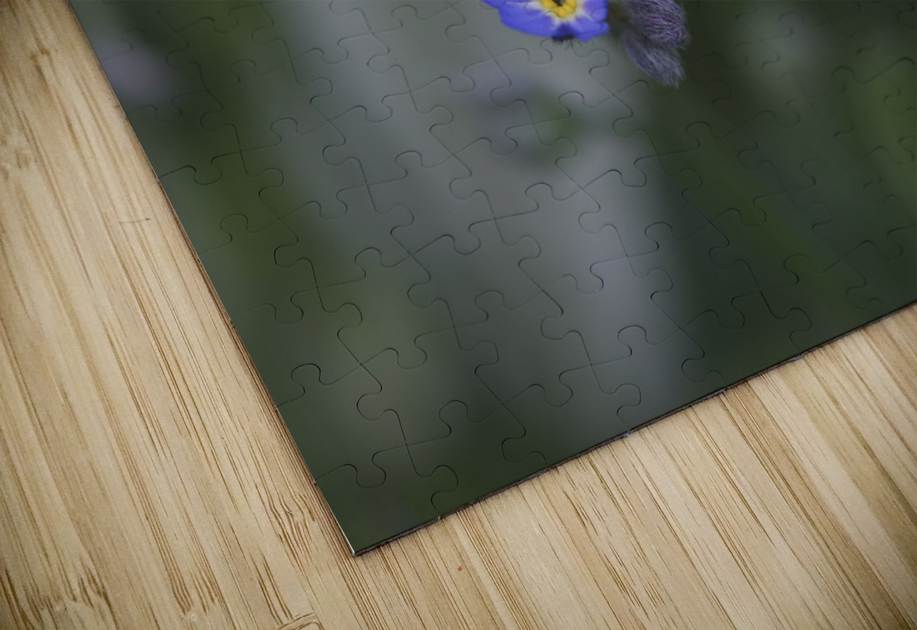 Myosotis Sylvatica Suzanne Bonin Puzzle