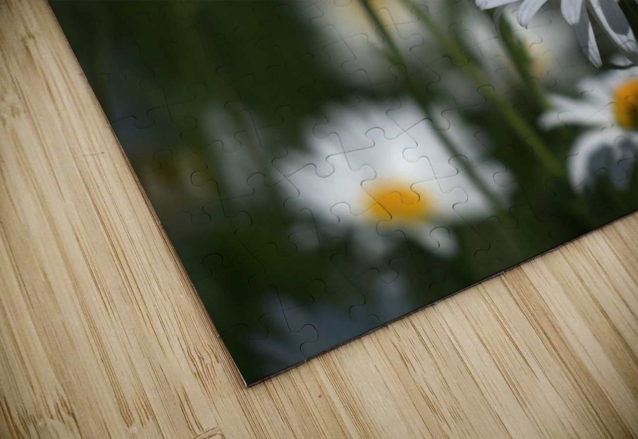 White Daisies Suzanne Bonin Puzzle