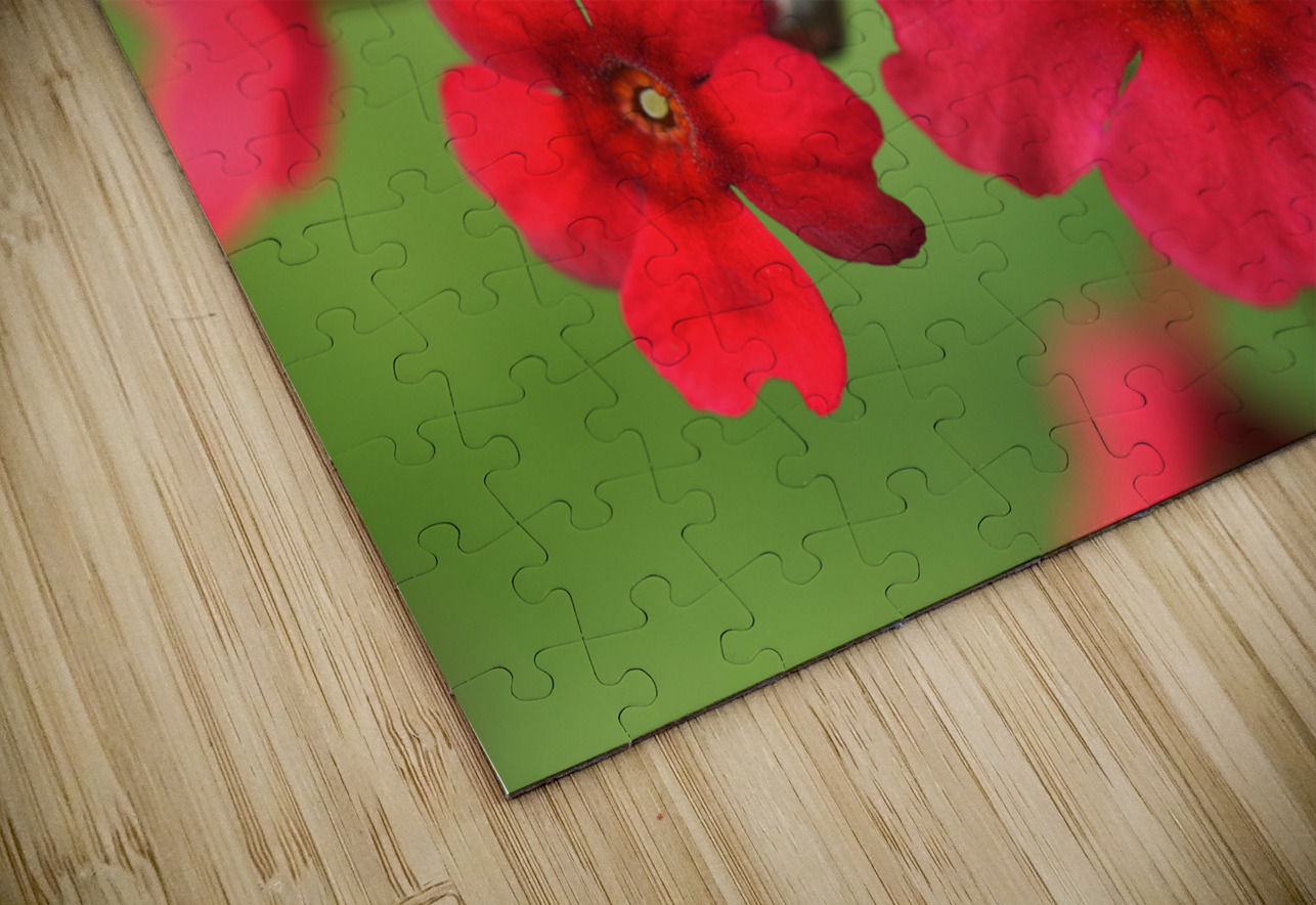 Japanese Primrose Suzanne Bonin Puzzle