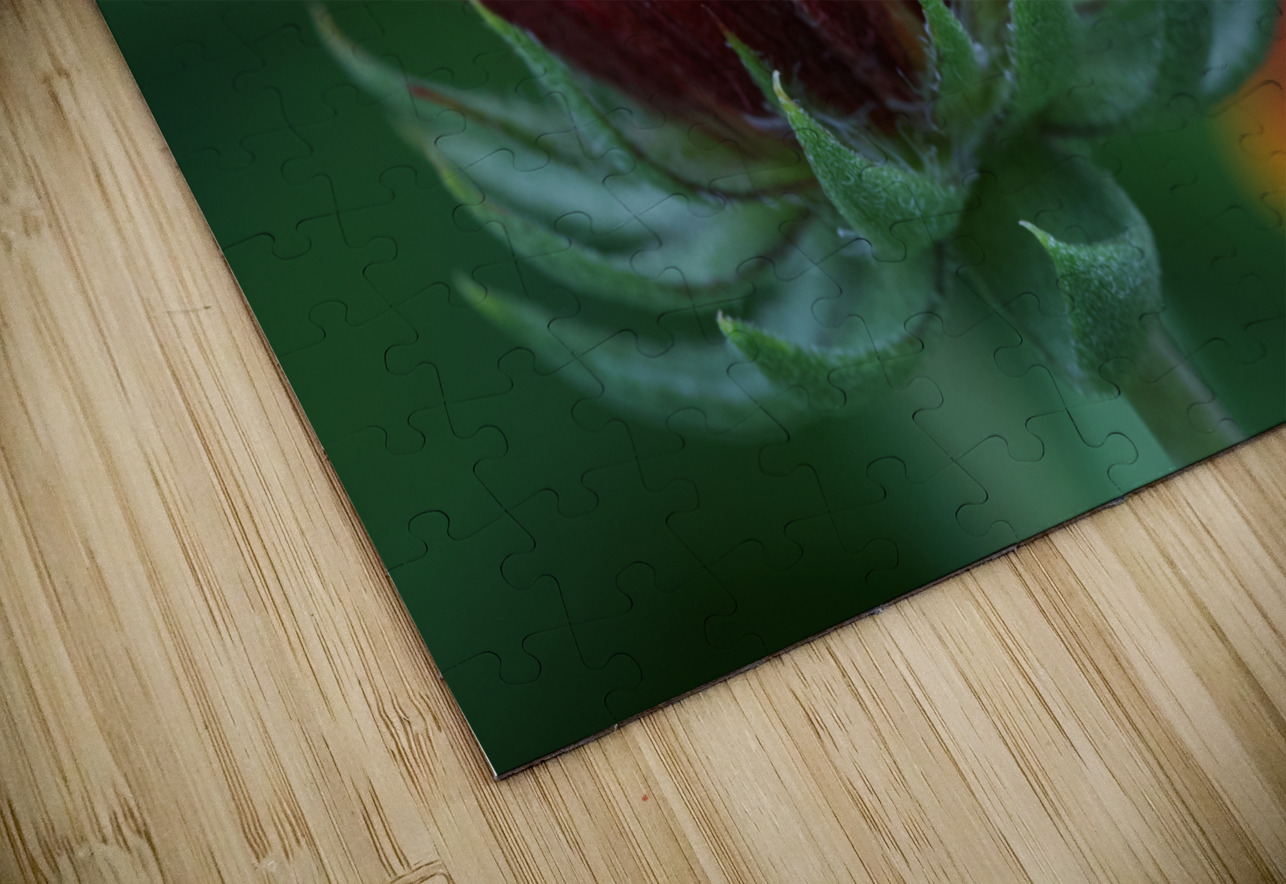 Firewheel Suzanne Bonin Puzzle