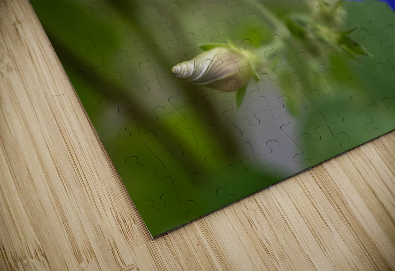 Purple Morning Glory with bud Suzanne Bonin Puzzle