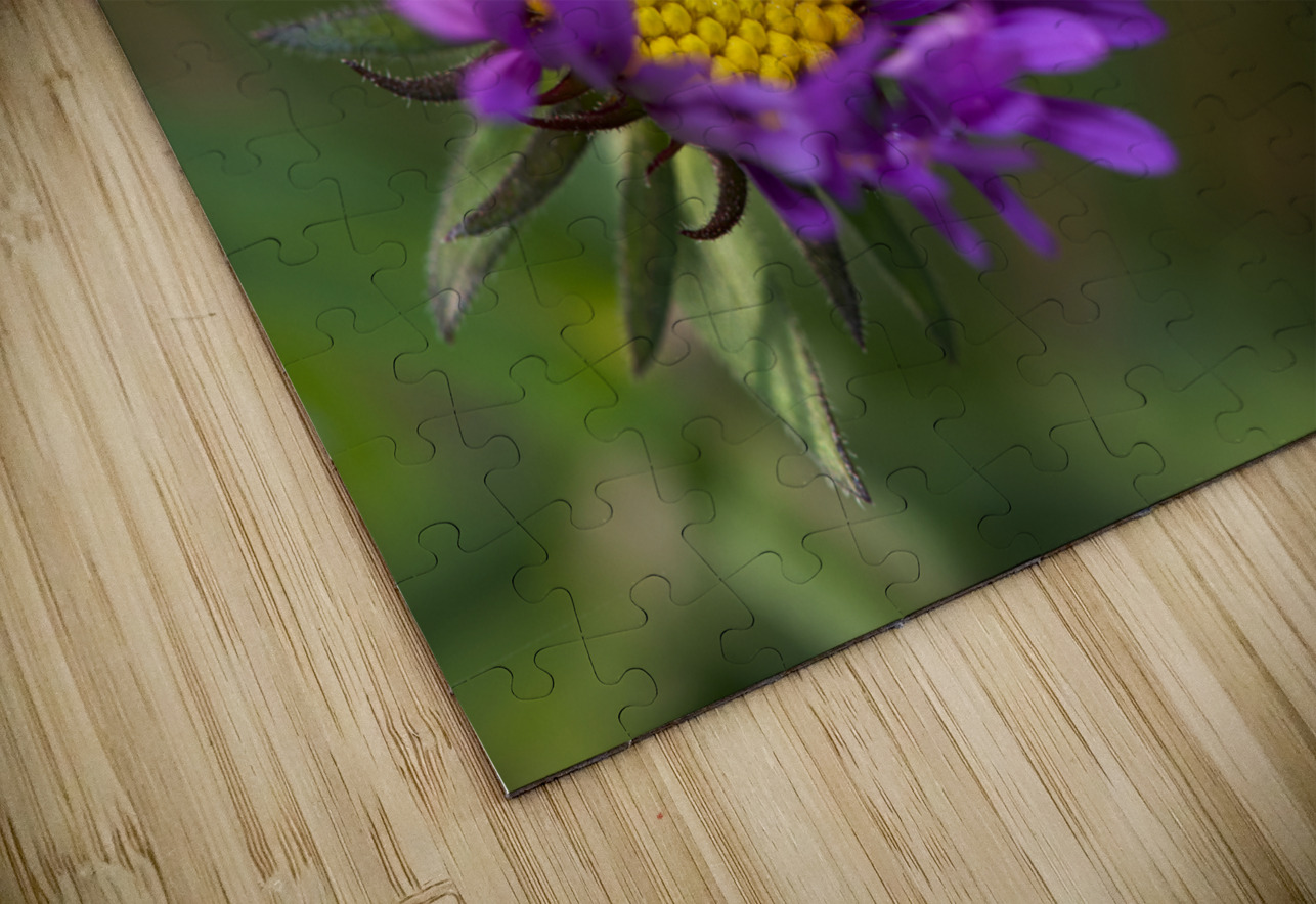 Alpine Aster Suzanne Bonin Puzzle