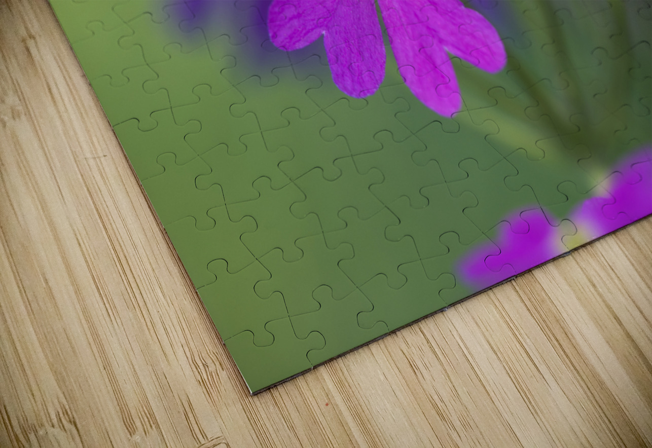 Primula Closeup Suzanne Bonin Puzzle
