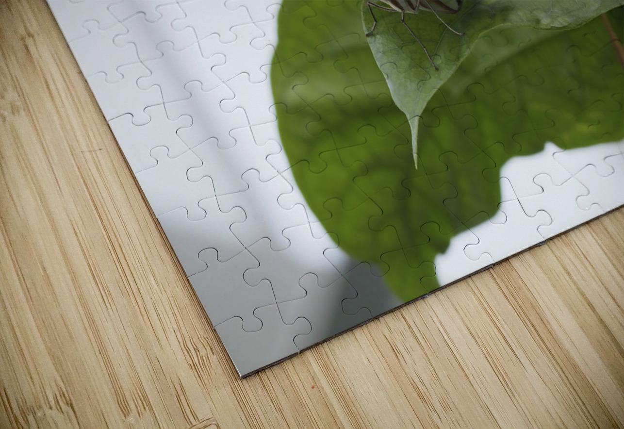 Siproeta Stelenes Suzanne Bonin Puzzle