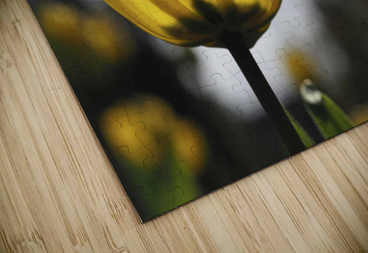 Yellow Tulip Suzanne Bonin Puzzle