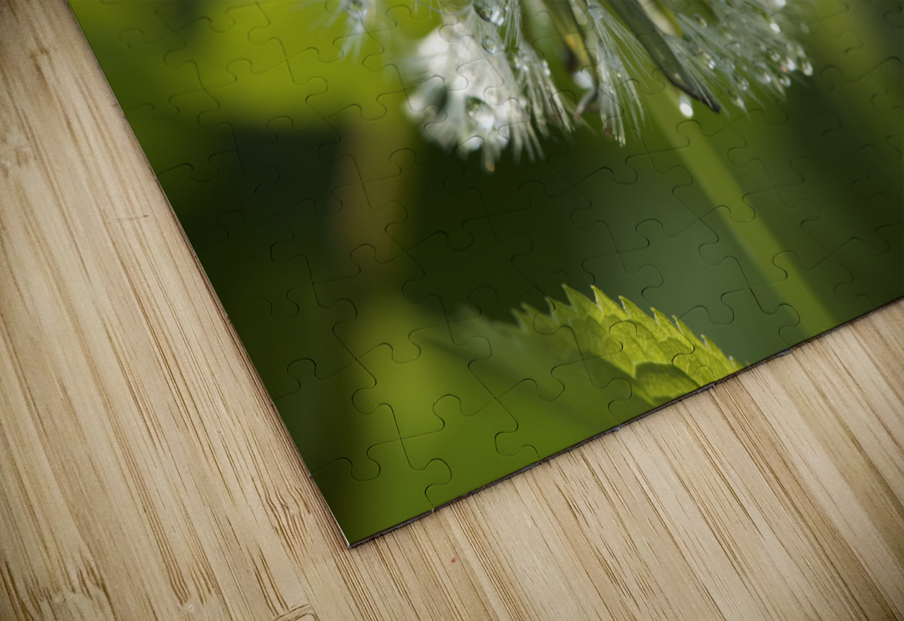 Dandelion with Droplets Suzanne Bonin Puzzle