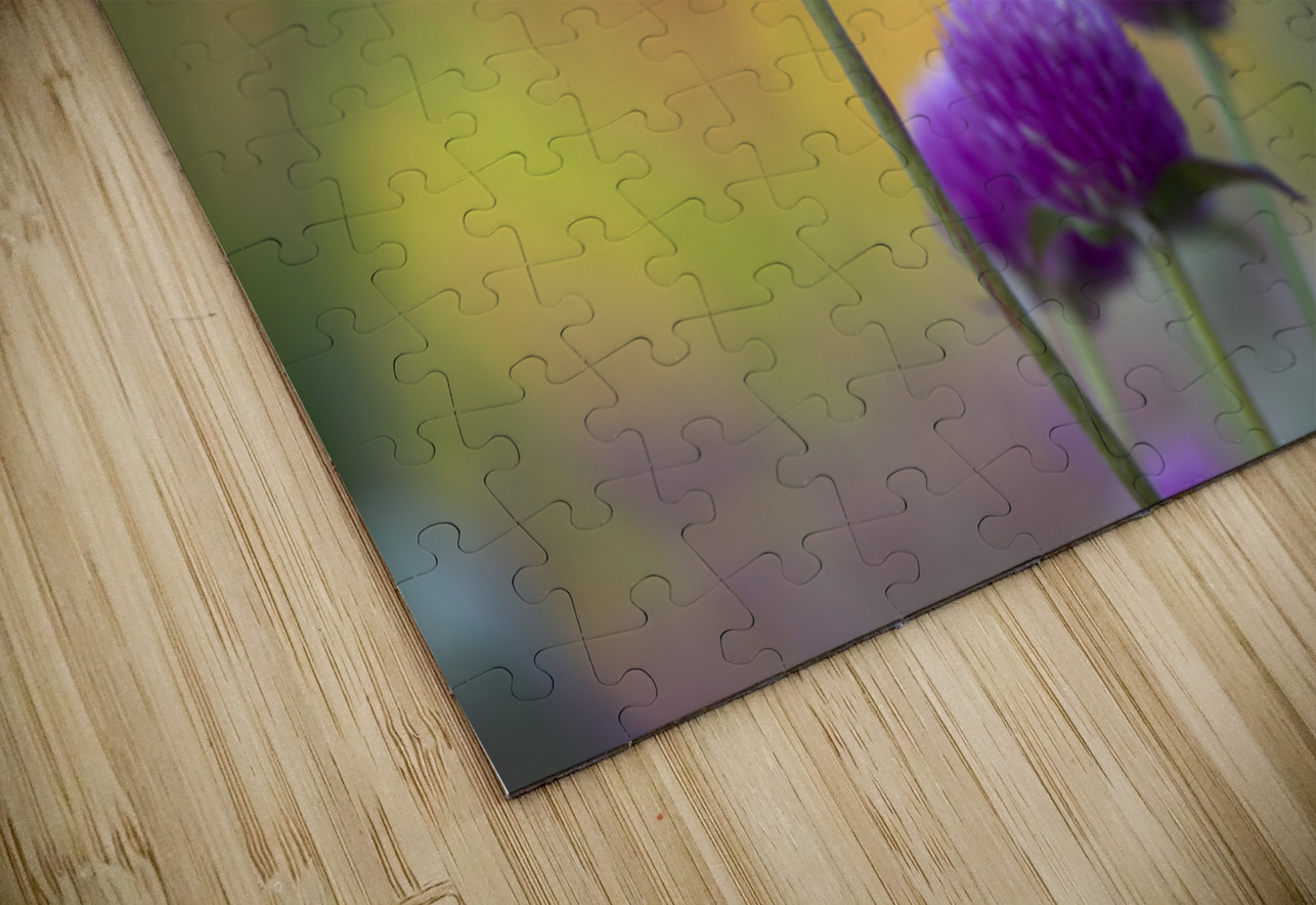 Globe Amaranth Suzanne Bonin Puzzle