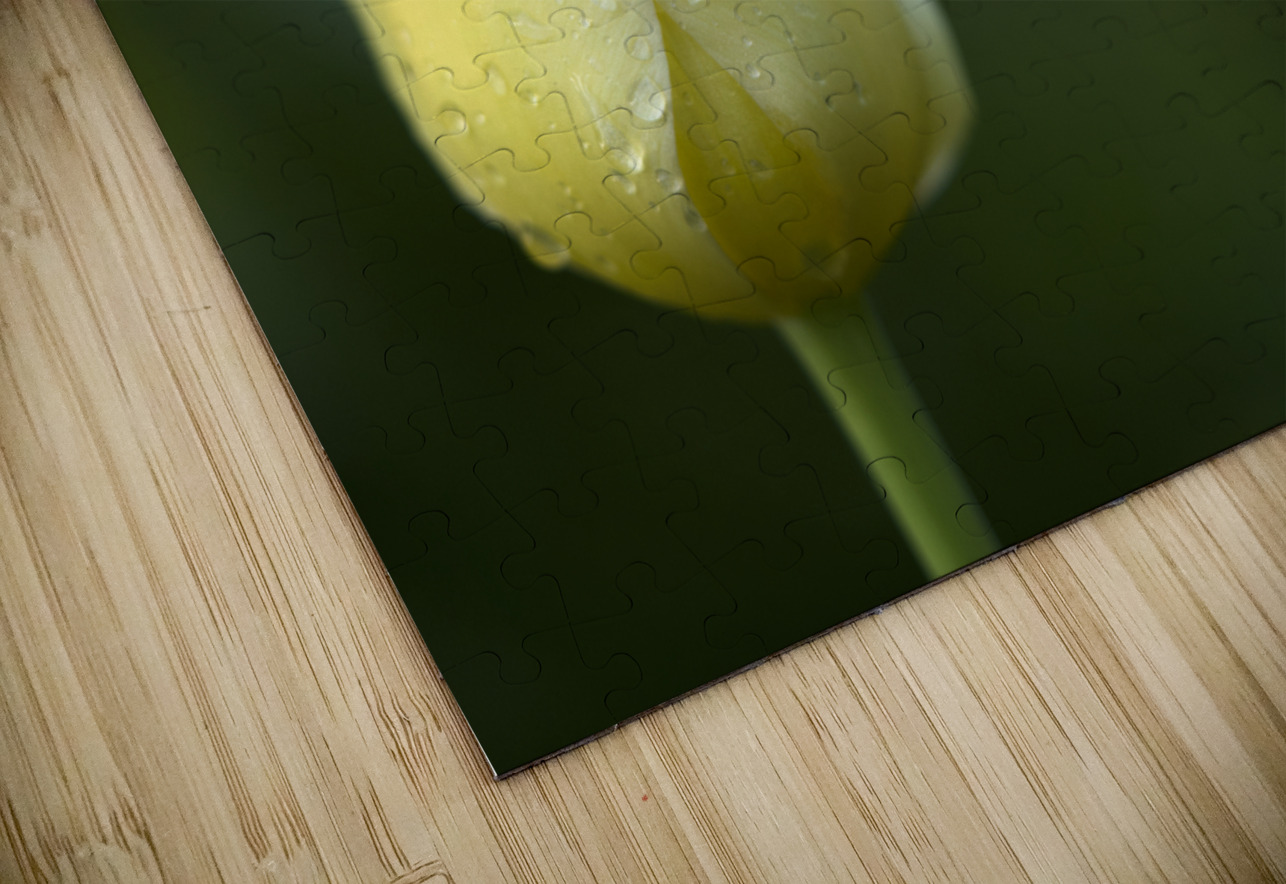 Yellow and White Tulip Suzanne Bonin Puzzle