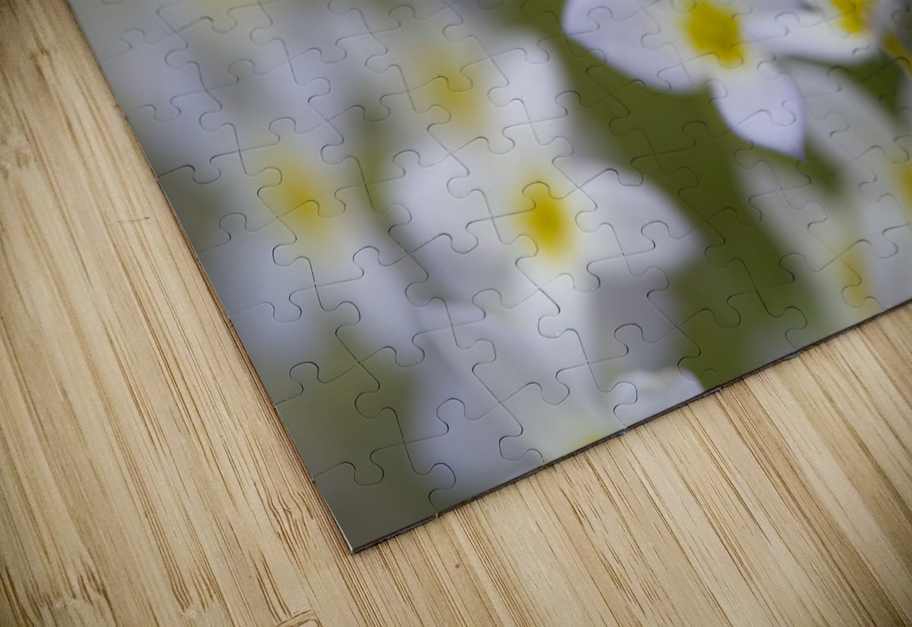 Pretty Ladies Suzanne Bonin Puzzle