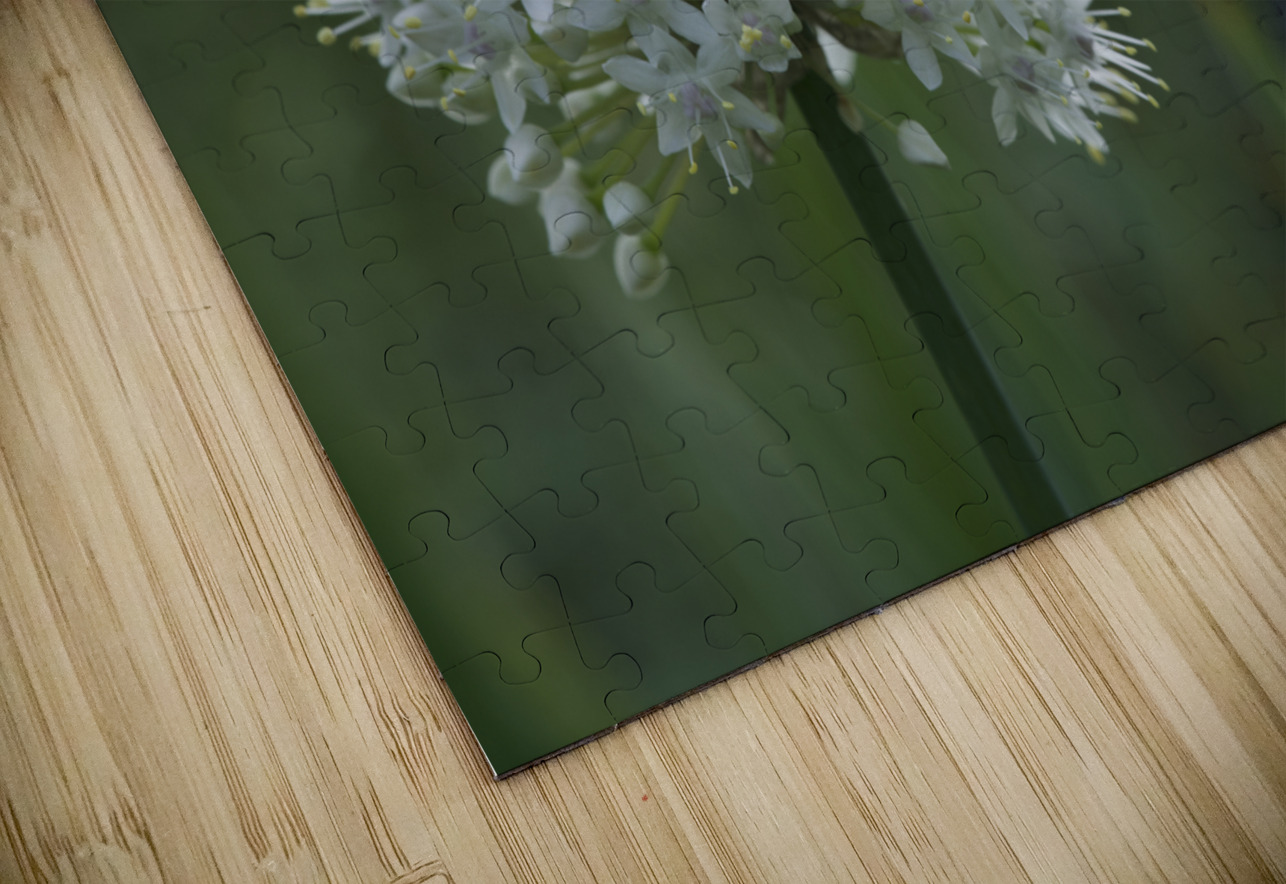 The White One Suzanne Bonin Puzzle