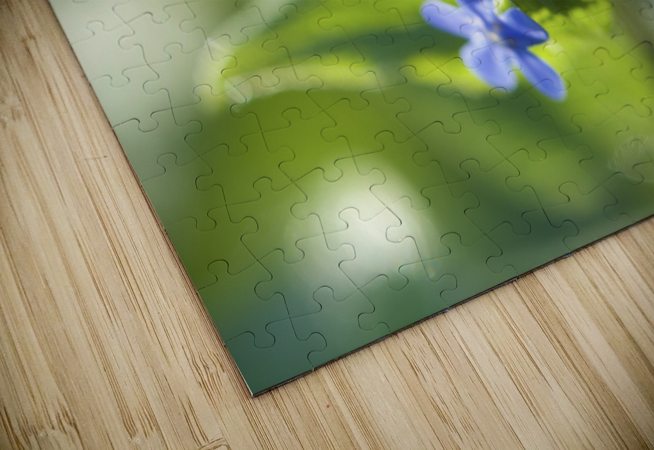 Pretty Ones Suzanne Bonin Puzzle