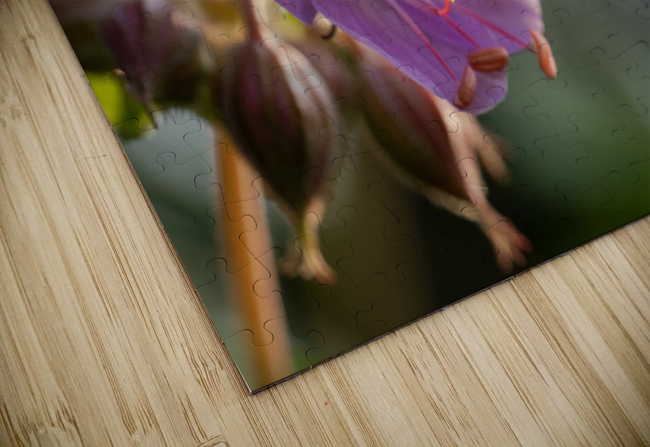 Catching Sun Rays Suzanne Bonin Puzzle