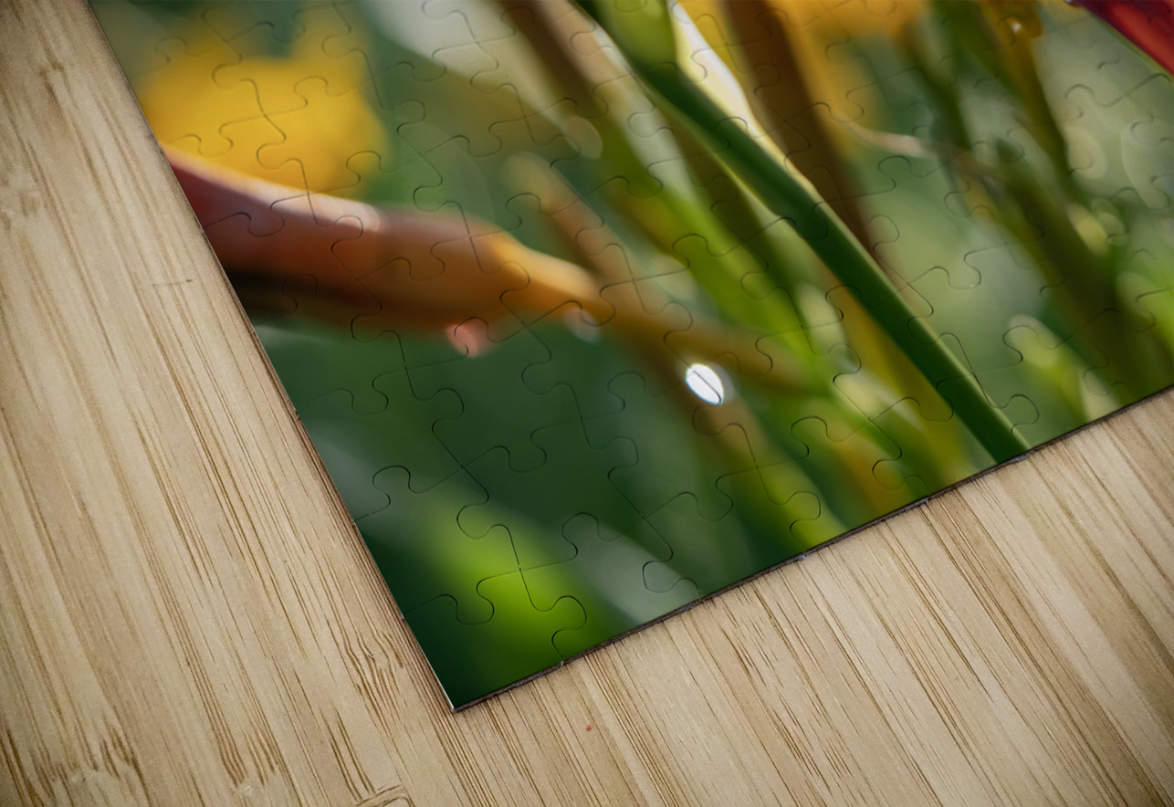 In the Field Suzanne Bonin Puzzle