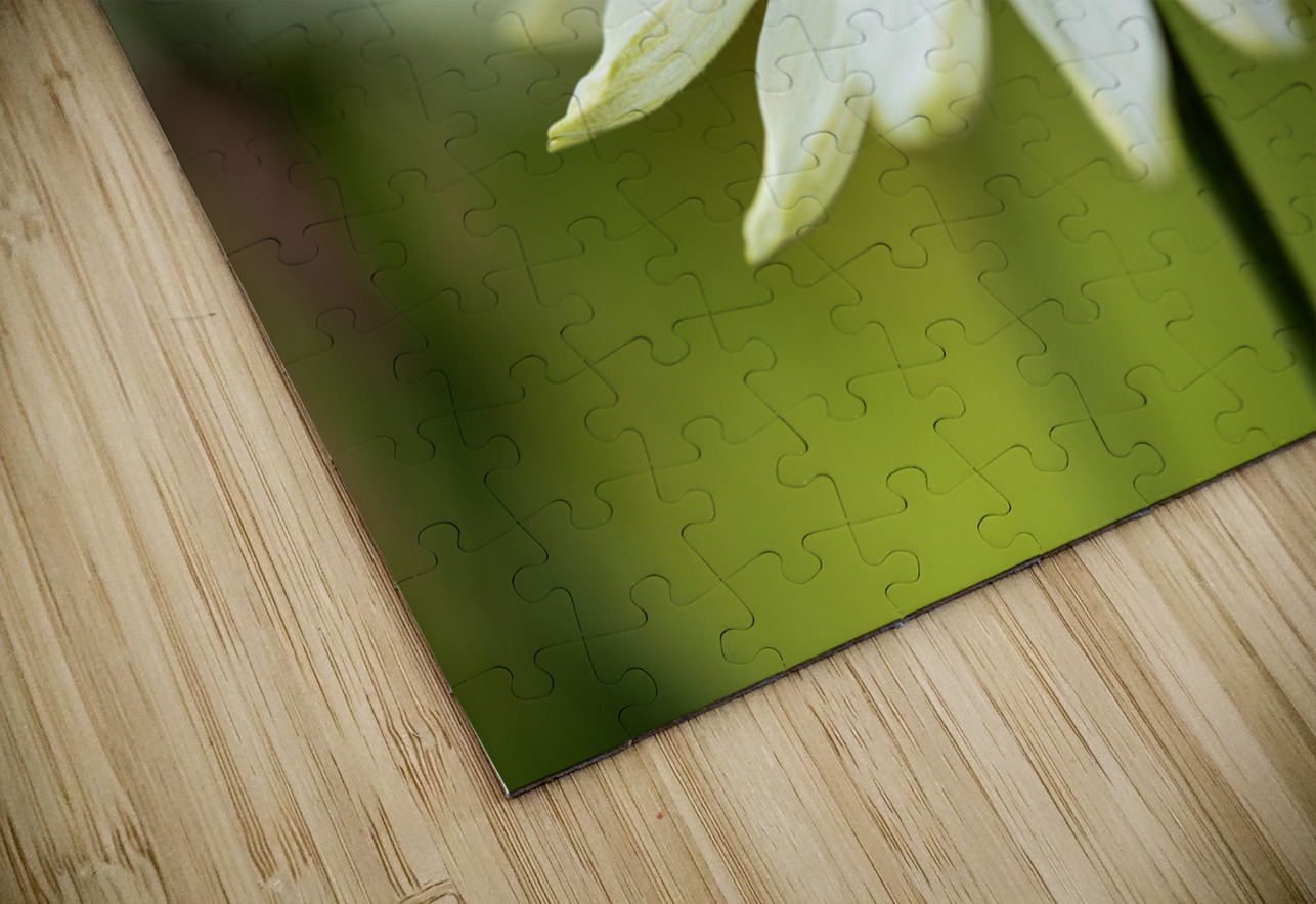 White Swan Suzanne Bonin Puzzle